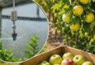 АЛМА БАҒЫНЫҢ ӨНІМДЕРІН ЖИНАУ ЖҰМЫСТАРЫ БАСТАЛДЫ